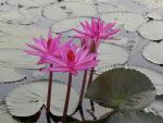 ภาพโดย(T.suwan)